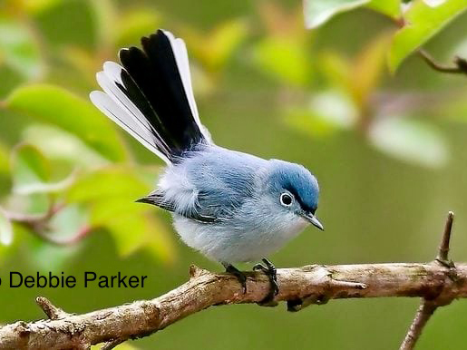 BOM August 2024 Gnatcatcher