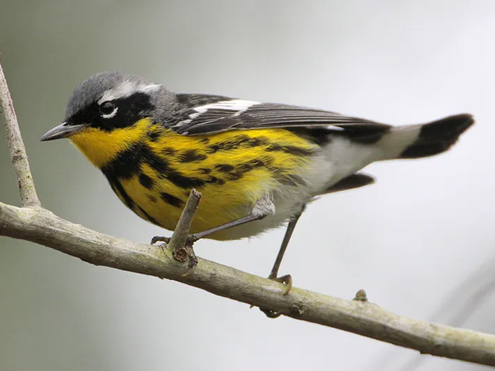 BOM Sep 23 Magnolia Warbler (4x3)